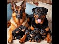 German Shepherd and Rottweiler from Friends to Parents