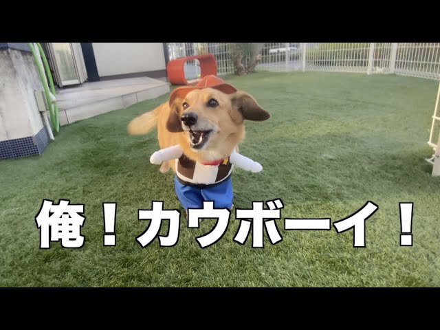 MIX犬 コロ太のオシャレ