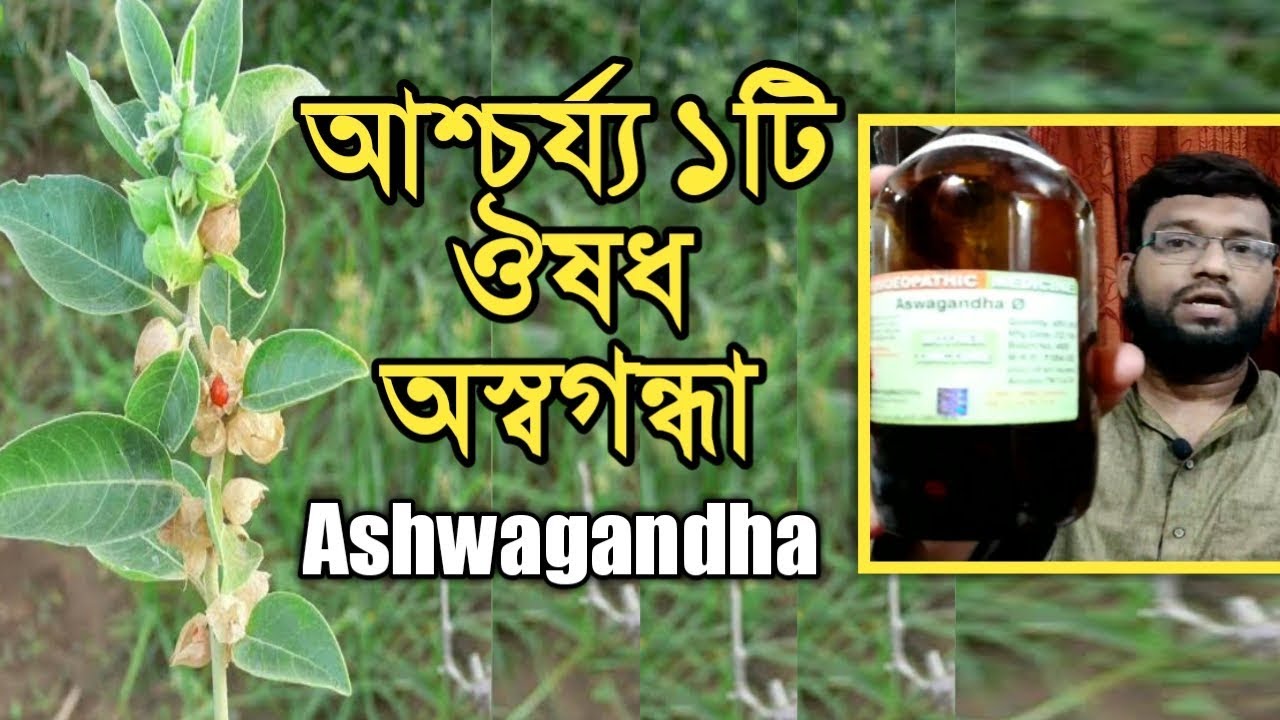 আশ্চর্য ১টি হোমিওপ্যাথি ঔষধ অশ্বগন্ধার উপকারিতা | Ashwagandha Homeopathy medicine uses doses