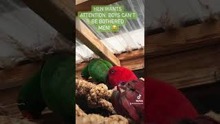 Witness: Female&#39;s Attention Seeking Ritual for Eclectus Parrot |  #parrots #BirdCare #eclectusparrot