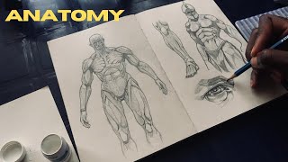 How i study anatomy and figure drawings + easy tips for beginers