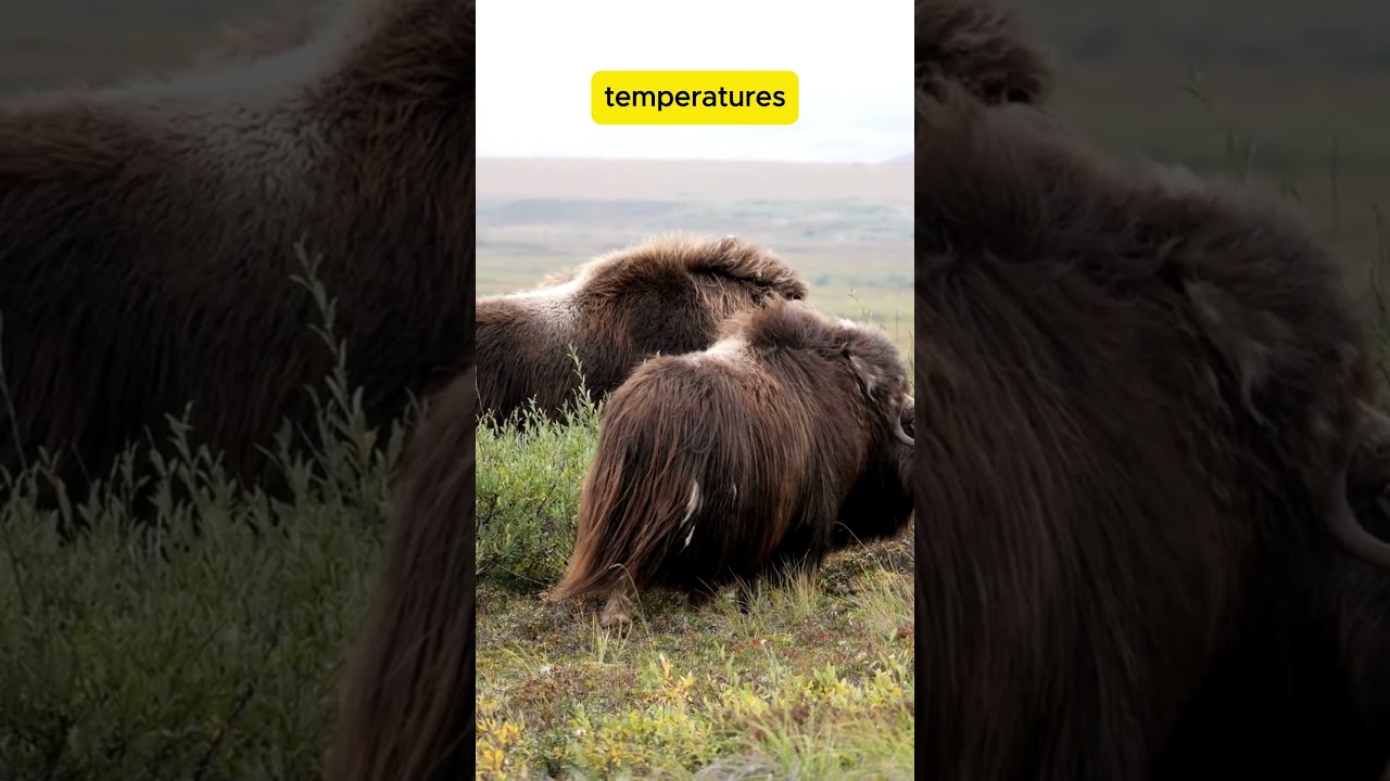 Meet the Musk Ox: The Arctic Giant Built for Survival! 🐂❄️  
