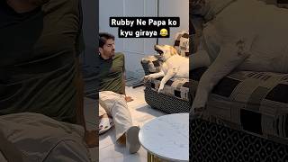 Rubi Pakdi Gayi 😉 ll labra rubi ll #youtubeshorts #shorts #labrador  #doglover #funny #viralshort
