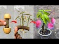 New technique using potatoes stimulates mango roots to grow super fast so the tree bears more fruit