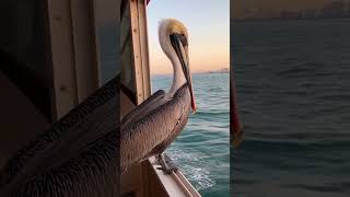 Vapurda Pencere Kenarında Pelikan Dalgaları İzlerken Herkes Sessizleşti