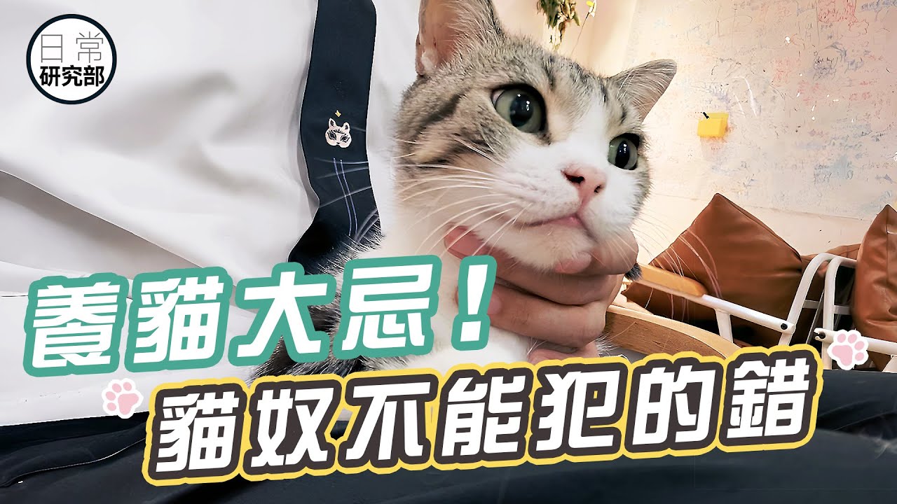 養貓不能犯的天條！｜主子其實很脆弱！