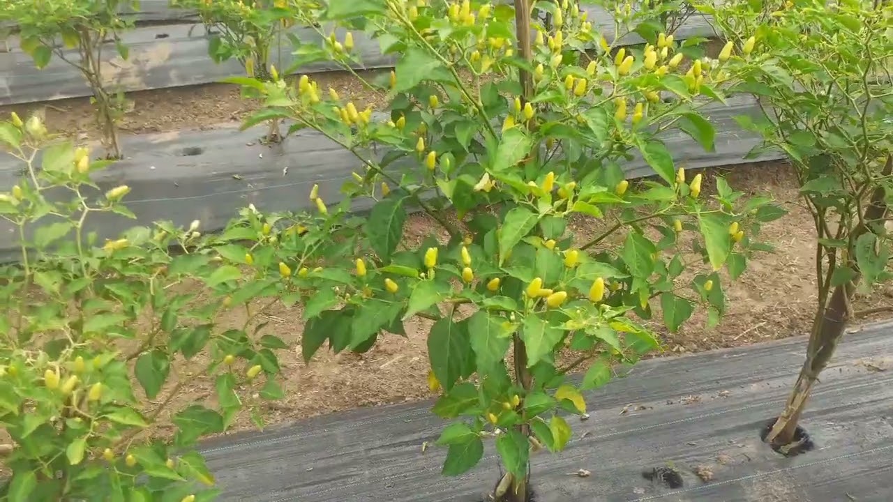 Update Kebun Cabe Metode Jadam