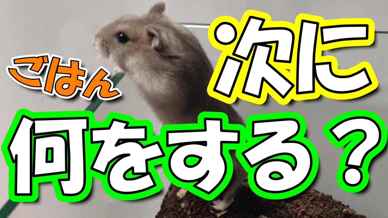 ハムスター 穴掘りの後にすることは かわいい 飼い方 癒し 土飼育 Keeping A Hamster In The Soil Youtube