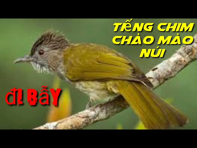 tiếng chim chào mào núi rừng bẫy rất ok class=