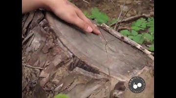 Save Trees | Save Pakistan | A Short Film by 60 Second International Film Festival