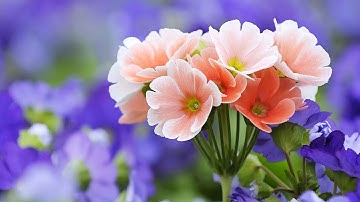 أروع تلاوة لتهدئـة الأعصاب والنفوس في العالم   للقارئ عبد الباسط عبد الصمد  جودة عالية ᴴᴰ