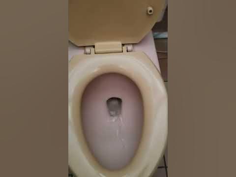 トイレでうんこ 洋式トイレ 内装 タイル 設備 WC water closet 　水流　 water sounds  Japanese toilet wc 設備　スポーツ公園2020年9月22日