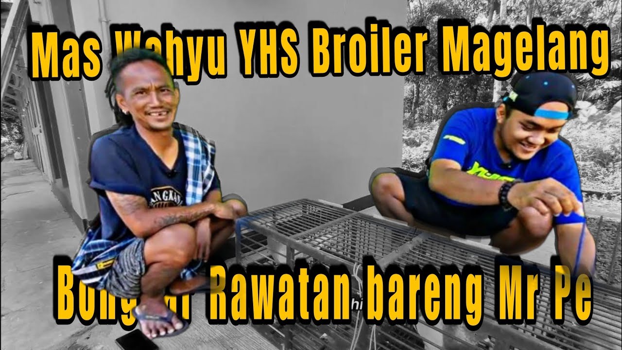 Rawatan Mas Wahyu YHS Broiler Peternak Merpati Juara ! Bahira YHS Broiler Juara 1 New Ayla PMKN