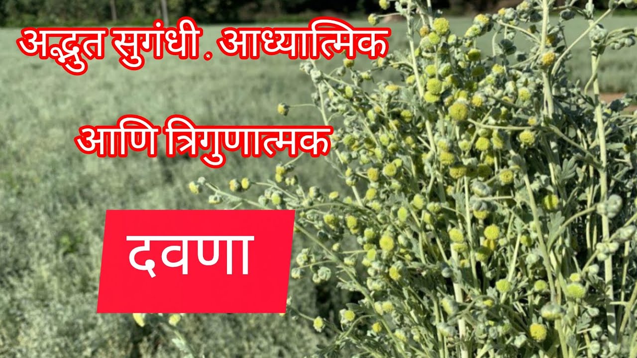 अद्भुत सुगंधी , आध्यात्मिक महत्त्व असलेला आणि त्रिगुणात्मक: दवणा