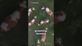 #shorts  Cows The Social Butterflies of the Farm