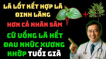 LÁ LỐT KẾT HỢP LÁ ĐINH LĂNG - Cứ Uống Là Hết Đau Nhức Xương Khớp, Tuổi Già Phải Biết!