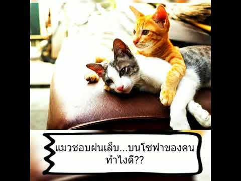 วีดีโอ: แมวอยู่บนโซฟา