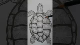 gambar penyu binatang langka yang hampir punah