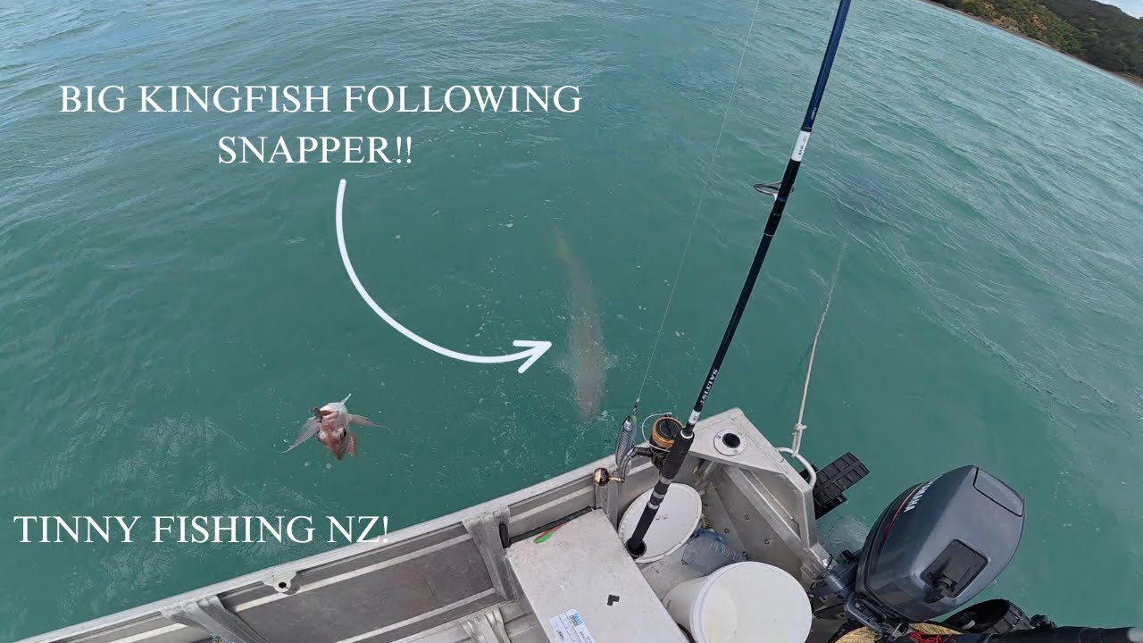 BIG KINGFISH FOLLOWING MY SNAPPER!!! MALOSI TESTING!! FISHING IN FREE WILLY