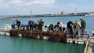 海の森づくり推進協会、2022年４月９日、千倉での昆布養殖-収穫②