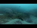 Marine Biology: The mysterious sex changing, color changing, nesting fish of Cape Town, SCUBA Video