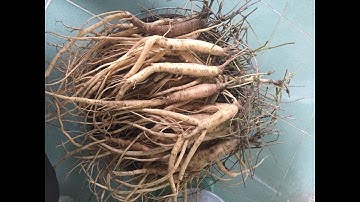 Sâm Dây Ngọc Linh Sâm Việt Chẳng Kém Gì Sâm Hàn Quốc....