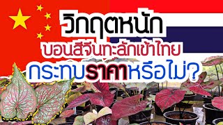 ศึกหนักบอนสีไทย จะสู้บอนสีจีนได้อย่างไร