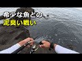 青物狙いでもヒットする希少な良型高級魚は根に潜ります