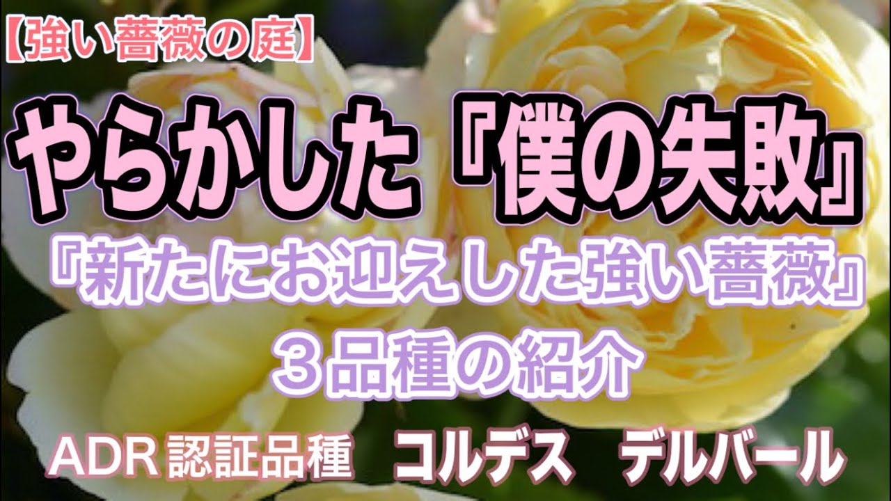 Resilient Rose Garden】My 