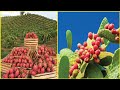 World Agriculture Technology - Dragon Fruit, Catus Pear Farming and Harvest - Fruit Farm in Desert