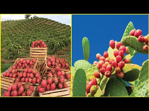 Fruit Farm in Desert Technology - Dragon Fruit,Catus Pear Farming and Harvest - Dragon Fruit Factory