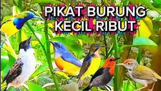 PIKAT BURUNG KECIL RIBUT !!! ampuh pikat terbaru burung langsung turun