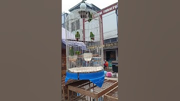 BURUNG SERINDIT SERATUS RIBUAN DI PASAR BURUNG 16 ILIR PALEMBANG