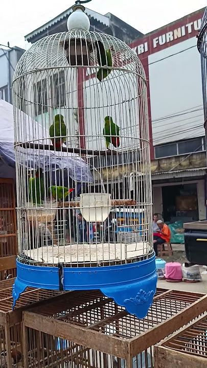 BURUNG SERINDIT SERATUS RIBUAN DI PASAR BURUNG 16 ILIR PALEMBANG