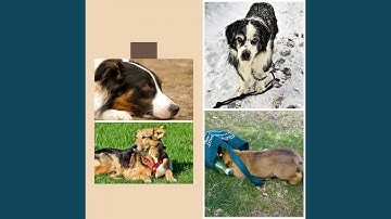 Pulsating Ambience for Resting Doggy