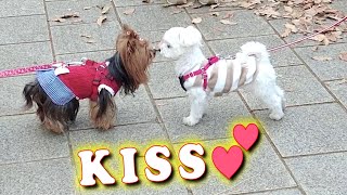 【Small and cute Yorkshire terrier dog】We met earlier. kiss