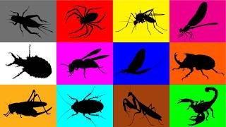 Guess The Animal: Dragonfly, Grasshopper, Rhinoceros Beetle, Mantis, Spider, Ant Lion, Wasp, Cricket screenshot 3