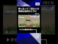 【ニュース】酔っぱらって？くるくる回る野生のシカ　“泥酔”原因は自然のエサに【スーパーJチャンネル】(2026年5月29日) #shorts