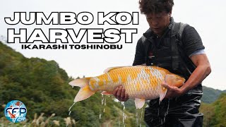 Download Lagu Ikarashi Mud Pond Harvest - Beautiful Japanese Koi MP3 Download Lagu Ikarashi Mud Pond Harvest - Beautiful Japanese Koi MP3