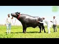 21 करोड़ का भैंसा, रोज शराब पीकर सालाना कमा लेता है 90 लाख रुपये | Story of Super Bull 'SULTAN'