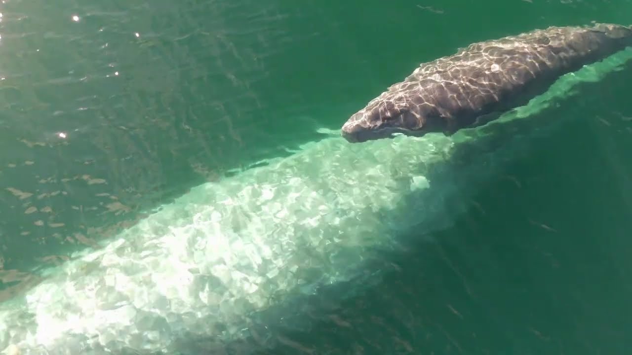 GRAY WHALES IN SAN DIEGO 