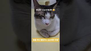 발톱 자르기 싫어하는 고양이 #고양이 #고양이발톱깎기 #복슬레이 #Catshort