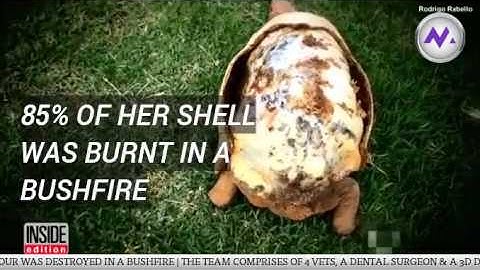 Tortoise burned in bushfire gets a new 3D printed shell