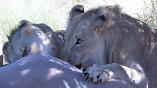 Lions - Tswalu Nature Reserve