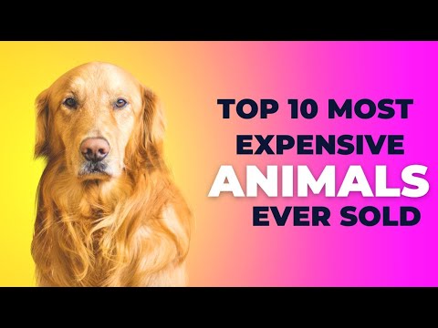 Video: Kako vedeti, ali je spet najboljša stvar, ki jo lahko storite za svojega psa