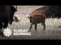 Nature: Bison at South Dakota's Custer State Park