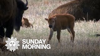 Nature: Bison at South Dakota's Custer State Park