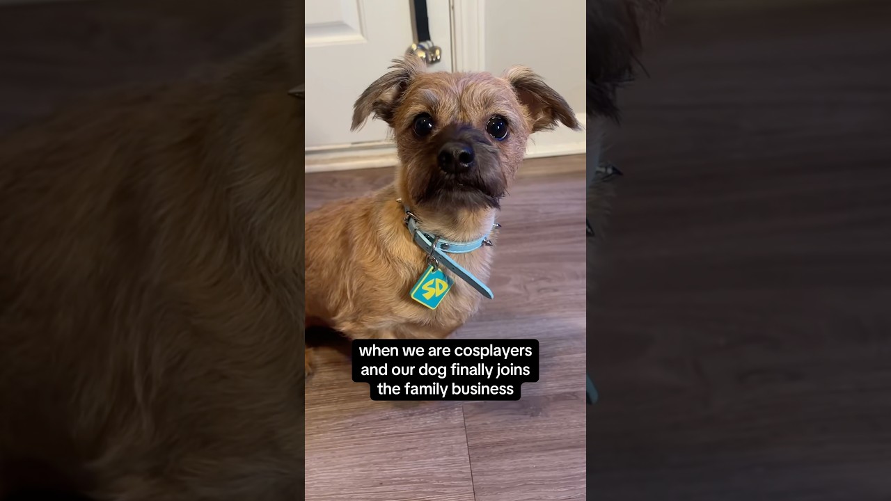 trust he will be having more cameos! 🐕 #scoobydoo #cosplay #dog #daphneblake #scoobydoocosplay