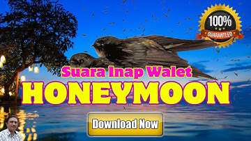 Most Wanted!! Honeymoon Swiftlet Sound (Suara Inap Honeymoon)