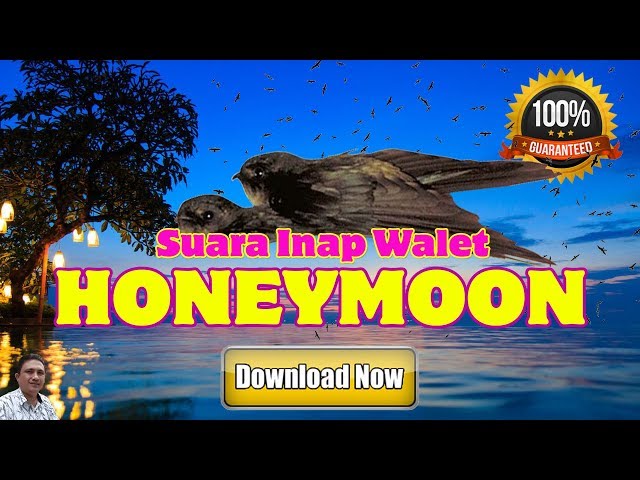 Most Wanted!! Honeymoon Swiftlet Sound (Suara Inap Honeymoon) class=